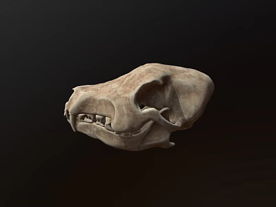 Natural Animal Skull With Detailed Bone Structure And Isolated Dark Background 3d model