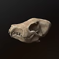 Natural Animal Skull With Detailed Bone Structure And Isolated Dark Background