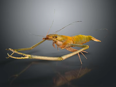 Long Armed Shrimp With Orange Green Body And Antennae On Dark Reflective Surface 3d model