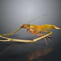 Long Armed Shrimp With Orange Green Body And Antennae On Dark Reflective Surface