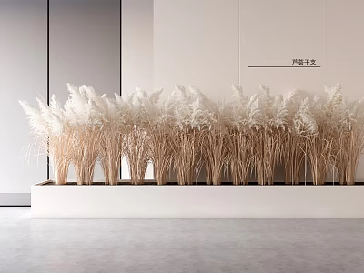 Potted White Pampas Grass in White Rectangular Planter with Light Walls and Gray Floor 3d model