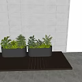 Lush Green Plants in Black Planters Against Light Blue Wall and Wooden Floor