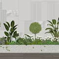 Modern Plant Combination With Spherical Shrubs Large Leaves And White Blooms Against Modern Wall