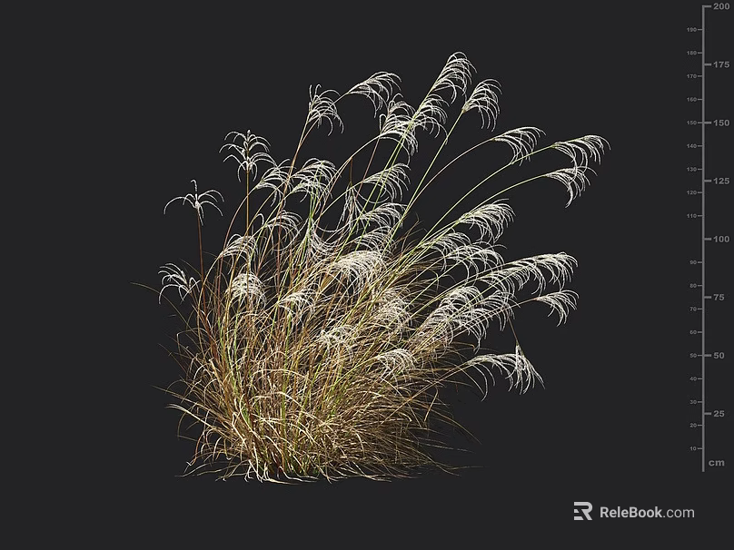 Lush Ornamental Grass With White Slender Leaves Against Black Background And Indicated Height Measurement 3d model 