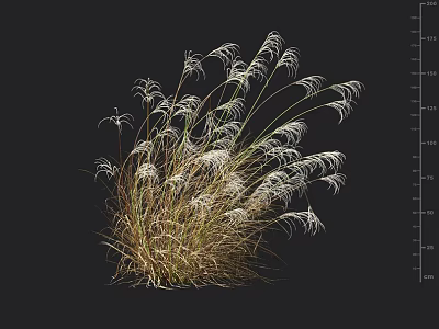 Lush Ornamental Grass With White Slender Leaves Against Black Background And Indicated Height Measurement 3d model