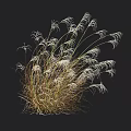 Lush Ornamental Grass With White Slender Leaves Against Black Background And Indicated Height Measurement