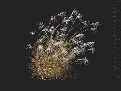 Lush Ornamental Grass With White Slender Leaves Against Black Background And Indicated Height Measurement 3d model