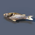 3D Rendered Aquatic Fish With Brown And White Color Fins And Tail Features