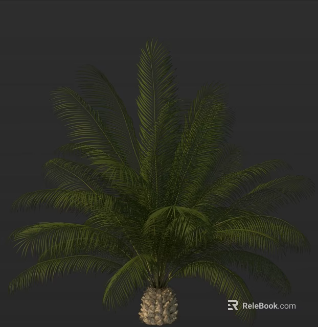 Green Palm Tree With Lush Feathery Leaves As Tropical Ornamental Garden Plant 3d model 