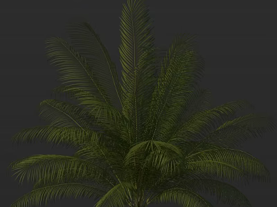 Green Palm Tree With Lush Feathery Leaves As Tropical Ornamental Garden Plant 3d model