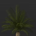 Green Palm Tree With Lush Feathery Leaves As Tropical Ornamental Garden Plant