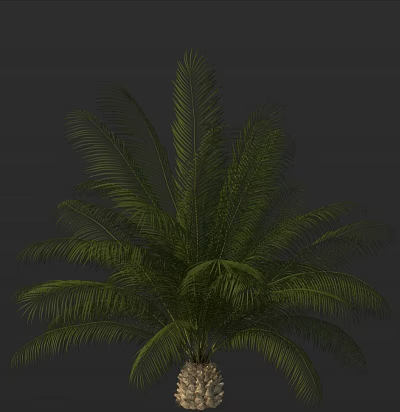 Green Palm Tree With Lush Feathery Leaves As Tropical Ornamental Garden Plant 3d model
