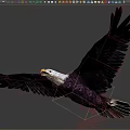 Majestic Bald Eagle Soaring With Outstretched Wings Against Clear Blue Sky