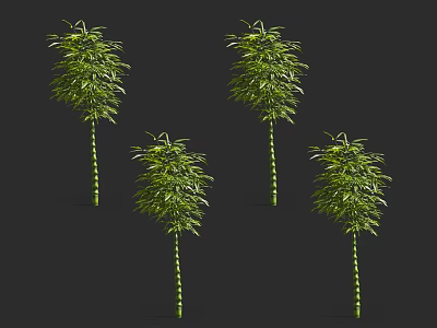 Four Green Bamboo Plants With Distinct Joints On Dark Background 3d model