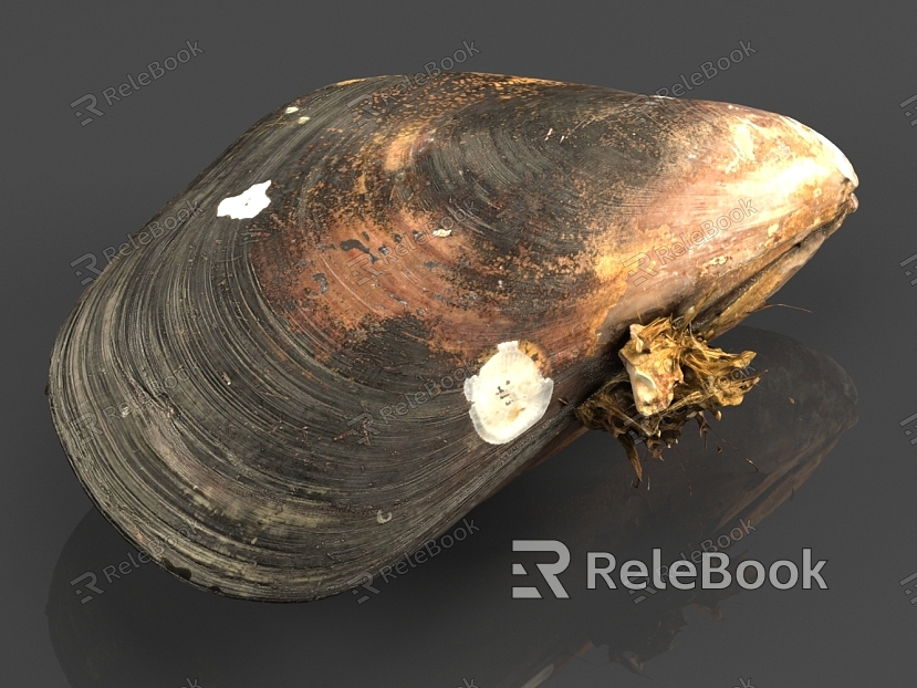 Shell mussel model