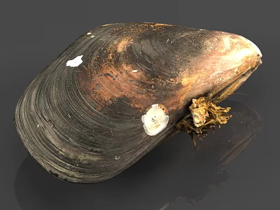 Mussel With Dark Brown And Black Shell White Spots And Attached Dried Plants At Base 3d model