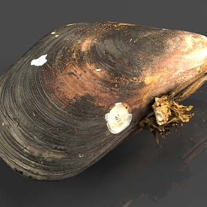 Shell mussel 3d model