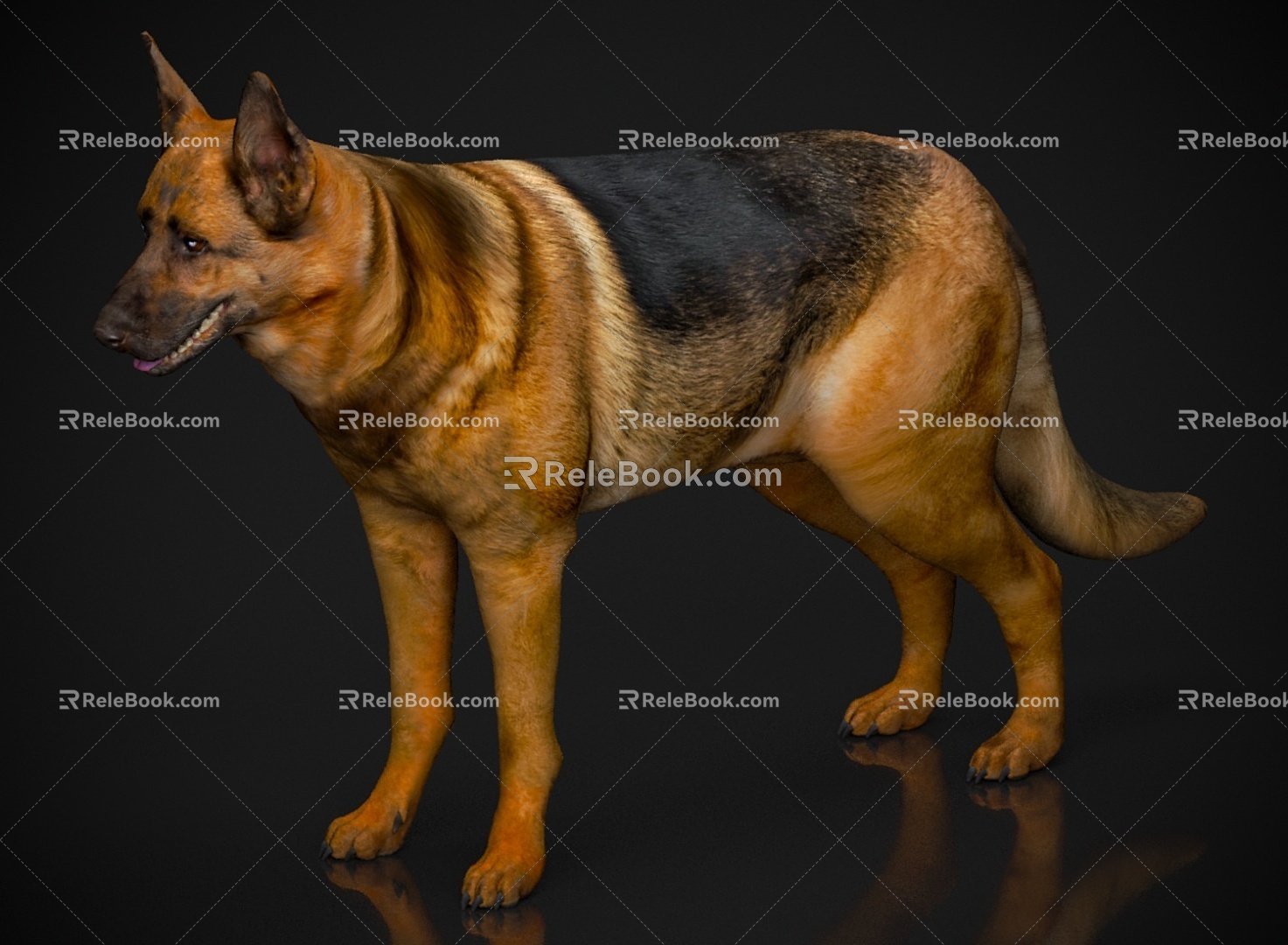 Zoo Wildlife Small Animal Pet Wolfdog Dog 3d model