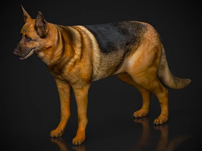 Zoo Wildlife Small Animal Pet Wolfdog Dog 3d model