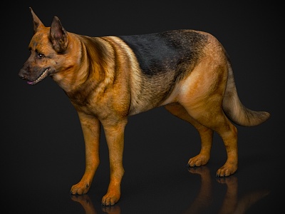 Zoo Wildlife Small Animal Pet Wolfdog Dog 3d model