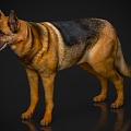 Zoo Wildlife Small Animal Pet Wolfdog Dog 3d model