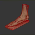 Anatomical Foot Organ Model Showing Muscles Vessels And Hair Structure
