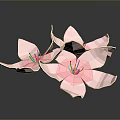 Several Pink Paper Flowers with Delicate Petals on Black Background and Shiny Reflections