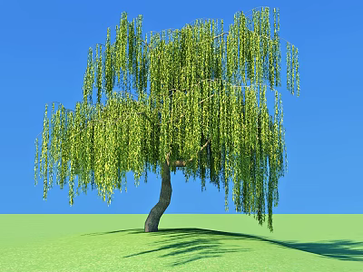 Weeping Willow Tree with Lush Green Drooping Branches against Blue Sky and Green Grass Ground 3d model