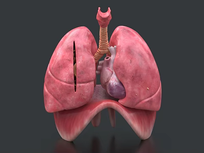 Organs Five viscera Lung Lung Lung Lobar Heart Anatomy Human Tissue Medical Biology 3d model
