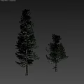 Two Pine Trees One Tall And One Short On Gray Background