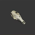 Detailed White Animal Skull Close Up View Against Gray Background With Reflection