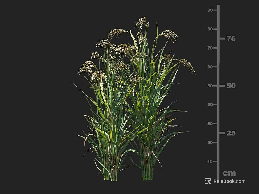 Crop Plant With Green Stems Leaves And Top Spikes Growing To 75cm Height 3d model 