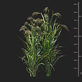 Crop Plant With Green Stems Leaves And Top Spikes Growing To 75cm Height
