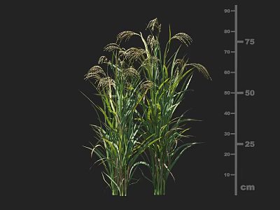 Crop Plant With Green Stems Leaves And Top Spikes Growing To 75cm Height 3d model