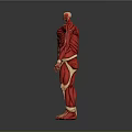 Human Limb Muscle Anatomy Model With Red Tissue And Yellow Bone Structure