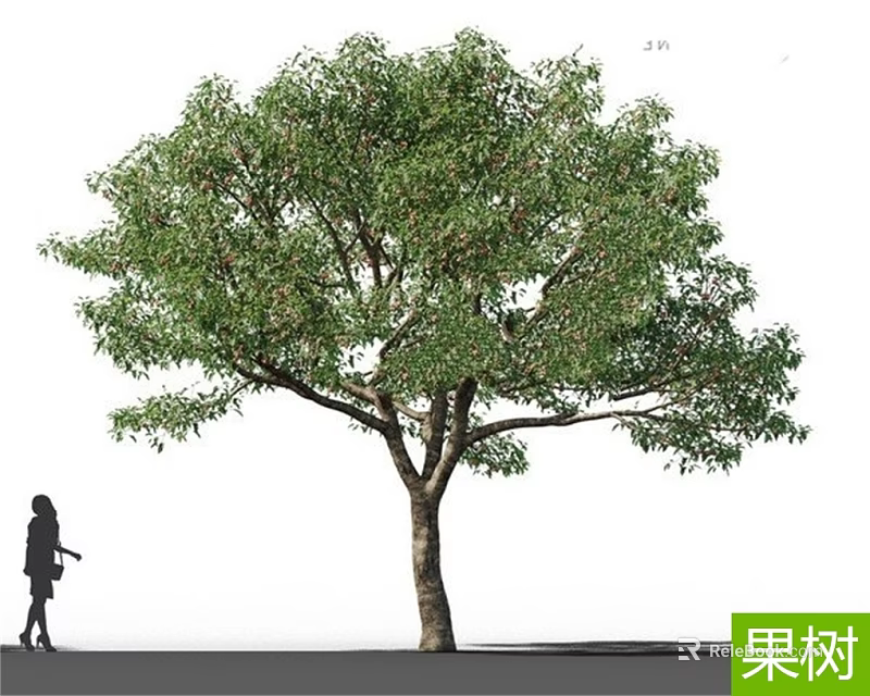 Lush Fruit Tree With Sturdy Trunk And Green Foliage Near Person 3d model 