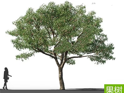 Lush Fruit Tree With Sturdy Trunk And Green Foliage Near Person 3d model