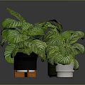 Green And White Striped Leaf Potted Plants In Black And White Pots With Orange Stand