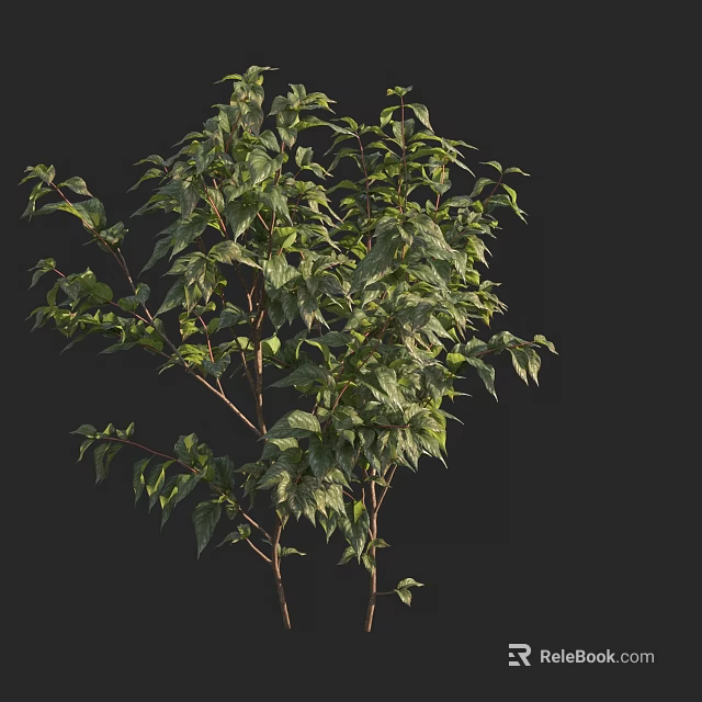 Vibrant Green Leafy Plant With Lush Fresh Leaves Against Black Background 3d model 