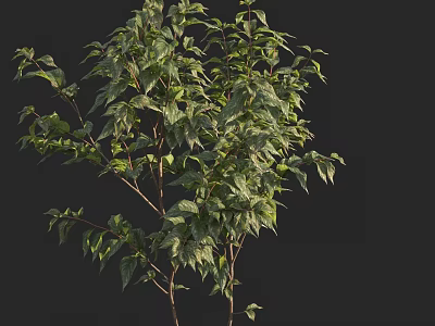 Vibrant Green Leafy Plant With Lush Fresh Leaves Against Black Background 3d model