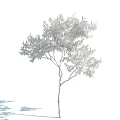Tall Deciduous Tree With Lush Green Leaves And Red Blossoms In Natural Habitat