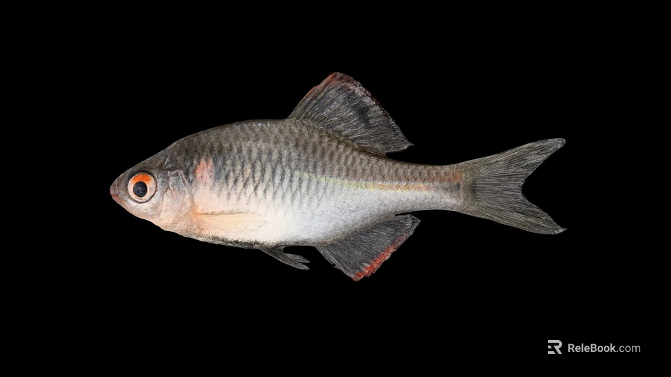 Silver Gray Fish With Red Eyes And Red Edged Fins On Black Background 3d model 