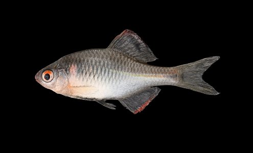 Modern Crucian 3d model