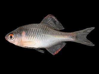 Modern Crucian 3d model