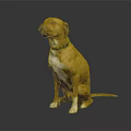 Brown and yellow dog sitting with green collar on gray background pet portrait