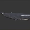 Gray Whale Realistic Sculpture With Detailed Features And Reflection On Black Background