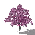 Lush Purple Flowering Tree With Dark Trunk And Natural Shadow Effect