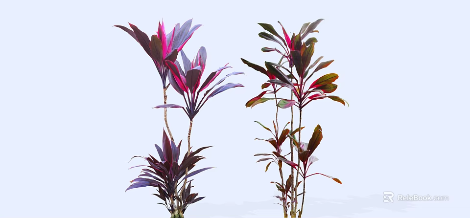 Lush Ornamental Shrubs with Vibrant Purple Red and Green Foliage for Garden Landscaping 3d model 