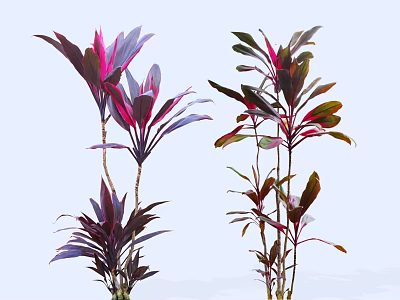 Lush Ornamental Shrubs with Vibrant Purple Red and Green Foliage for Garden Landscaping 3d model