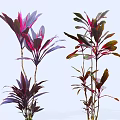 Lush Ornamental Shrubs with Vibrant Purple Red and Green Foliage for Garden Landscaping